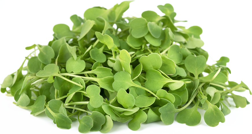 Arugula